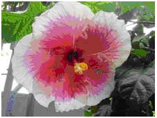 Flower from Saba